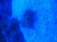 ImageUploadedByReefs2015-05-02 22:35:46 EDT.jpg