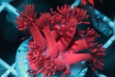 Pink_blue_center.jpg