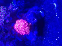 ImageUploadedByReefs2015-08-03 13:23:52 EDT.jpg