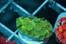 Neon_Green.jpg