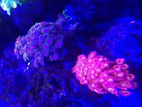 ImageUploadedByReefs2015-08-03 13:31:20 EDT.jpg