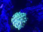 ImageUploadedByReefs2015-08-03 13:31:30 EDT.jpg