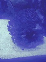 ImageUploadedByReefs2015-05-03 00:03:10 EDT.jpg