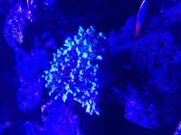 ImageUploadedByReefs2015-08-03 13:32:17 EDT.jpg