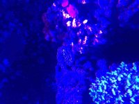 ImageUploadedByReefs2015-08-03 13:32:27 EDT.jpg