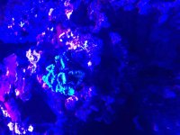 ImageUploadedByReefs2015-08-03 13:32:37 EDT.jpg