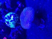 ImageUploadedByReefs2015-08-03 13:33:10 EDT.jpg