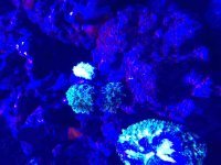 ImageUploadedByReefs2015-08-03 13:33:20 EDT.jpg