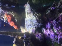 ImageUploadedByReefs2015-10-03 19:29:46 EDT.jpg