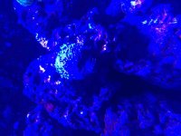 ImageUploadedByReefs2015-08-03 13:33:45 EDT.jpg