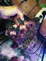ImageUploadedByReefs2015-10-03 19:30:04 EDT.jpg