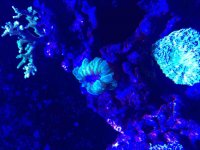 ImageUploadedByReefs2015-08-03 13:34:21 EDT.jpg