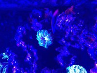 ImageUploadedByReefs2015-08-03 13:34:30 EDT.jpg