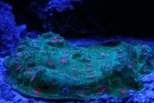 IMG_0685.jpg