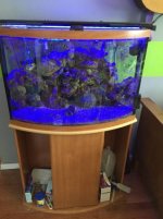 fish.jpg