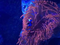 ImageUploadedByReefs2015-05-03 18:02:27 EDT.jpg
