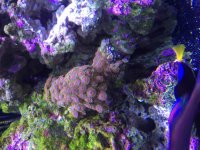 ImageUploadedByReefs2015-08-04 17:15:26 EDT.jpg