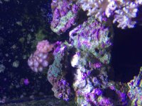 ImageUploadedByReefs2015-08-04 17:15:35 EDT.jpg
