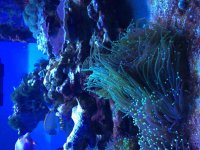 ImageUploadedByReefs2015-12-04 07:37:19 EST.jpg