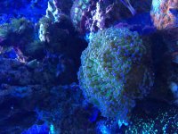 ImageUploadedByReefs2015-12-04 07:37:30 EST.jpg