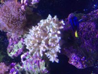 ImageUploadedByReefs2015-08-04 17:15:47 EDT.jpg