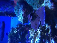 ImageUploadedByReefs2015-12-04 07:37:41 EST.jpg