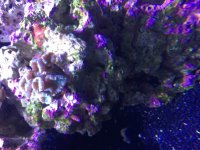 ImageUploadedByReefs2015-08-04 17:16:01 EDT.jpg