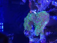 ImageUploadedByReefs2015-12-04 07:37:49 EST.jpg
