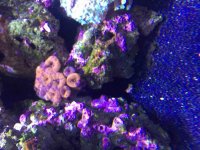 ImageUploadedByReefs2015-08-04 17:16:10 EDT.jpg