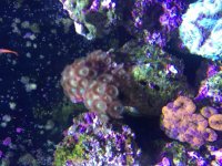 ImageUploadedByReefs2015-08-04 17:16:20 EDT.jpg