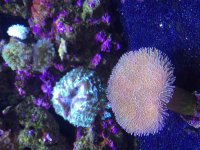 ImageUploadedByReefs2015-08-04 17:16:42 EDT.jpg