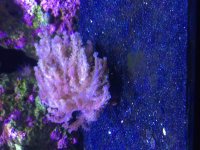 ImageUploadedByReefs2015-08-04 17:17:03 EDT.jpg