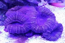 ImageUploadedByReefs2015-06-07 19:00:19 EDT.jpg