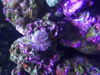 ImageUploadedByReefs2015-08-04 17:17:13 EDT.jpg