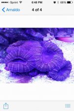 ImageUploadedByReefs2015-06-07 19:00:28 EDT.jpg