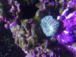 ImageUploadedByReefs2015-08-04 17:17:23 EDT.jpg