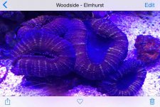 ImageUploadedByReefs2015-06-07 19:00:39 EDT.jpg