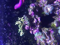 ImageUploadedByReefs2015-08-04 17:17:41 EDT.jpg
