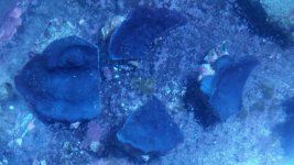 sponge frags.jpg