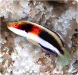 BALTEATUS.jpg