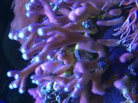 stylopora.jpg
