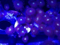 Mohawk zoa.jpg