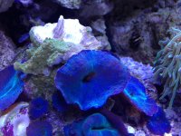 Blue Mushroom.jpg