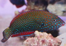 blue spot wrasses.jpg