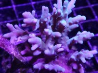 DSC01463.jpg