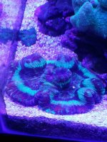 ImageUploadedByReefs2015-12-07 17:26:44 EST.jpg