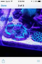 ImageUploadedByReefs2015-12-07 17:27:01 EST.jpg
