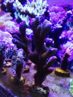 ImageUploadedByReefs2015-05-06 19:44:05 EDT.jpg