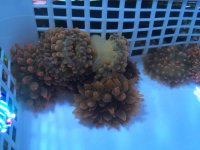 ImageUploadedByReefs2015-06-10 11:24:06 EDT.jpg