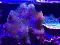 ImageUploadedByReefs2015-10-08 21:14:18 EDT.jpg